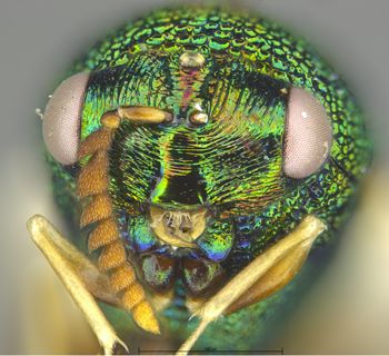 Media type: image;   Entomology 19623 Aspect: head frontal view